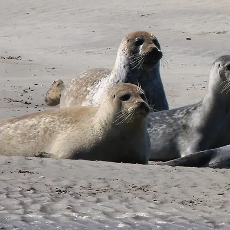 Maison Belle Dune L'ile Aux Oiseaux 34 Holiday home
